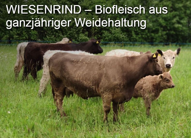 Wiesenrind